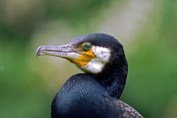 Grand Cormoran,. Phalacrocorax carbo, Great Cormorant