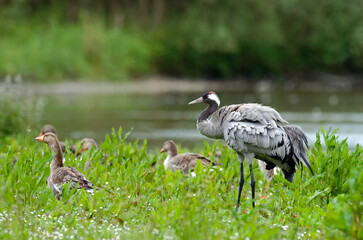 Grue cendrée,.Grus grus, Common Crane, Oie cendrée, Anser anser, Greylag Goose