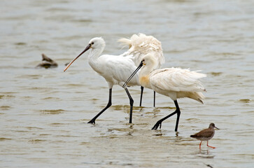 Spatule blanche, Platalea leucorodia, Eurasian Spoon