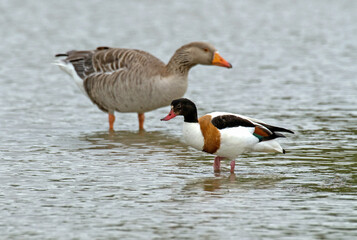Tadorne de Belon,.Tadorna tadorna, Common Shelduck, Oie cendrée, Anser anser, Greylag Goose
