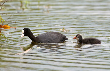 Foulque macroule,  .Fulica atra, Eurasian Coot