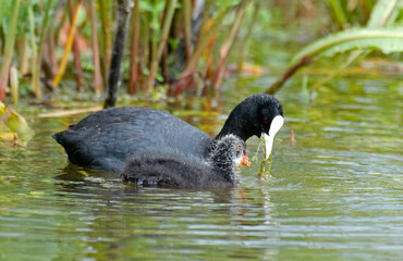 Foulque macroule,  .Fulica atra, Eurasian Coot
