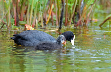 Foulque macroule,  .Fulica atra, Eurasian Coot