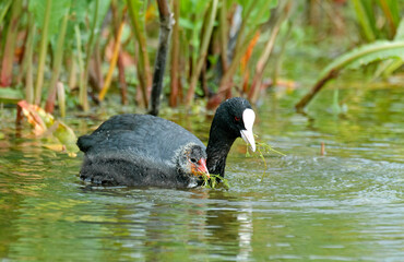 Foulque macroule,  .Fulica atra, Eurasian Coot