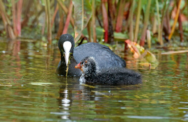Foulque macroule,  .Fulica atra, Eurasian Coot