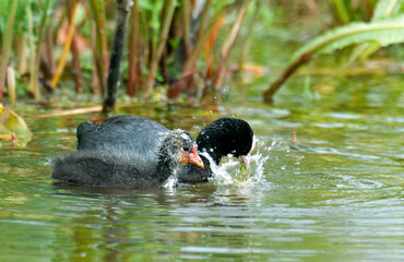 Foulque macroule,  .Fulica atra, Eurasian Coot