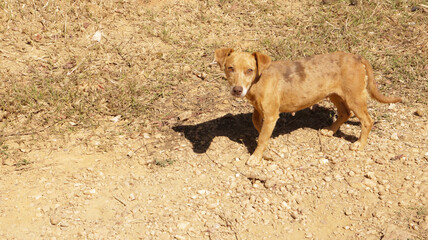 Fototapeta premium dog walking in the sun
