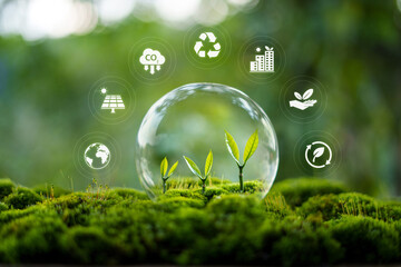 Environmental protection concept, bubble protects young trees and their growth