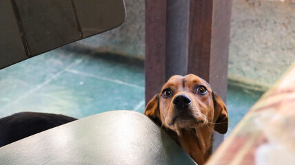 beagle puppy dog looking up