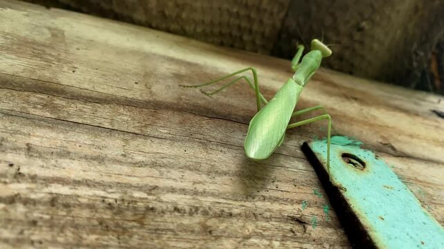 Green praying mantis insect (Mantis religiosa) , macro close-up detail