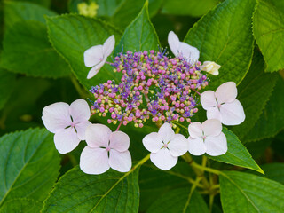 多数の紫色の装飾花を備えるアジサイの手毬咲きの花房をクローズアップで撮影した写真