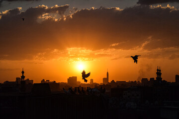 the beautiful silhouette of pigeon at cairo egypt on a sunset day