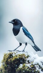 A black, white, and blue bird perches on a mossy rock covered in snow.