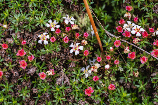 Sandhills Pyxie-moss (Pyxidanthera brevifolia) on a roadside bluff near Waymouth Woods, North Carolina