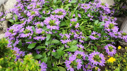 Obraz premium Purple flower of Fairy Fan Flower has 4-5 thin petals arranged like fan. Scaevola aemula purple flowers semicircular shape flowers. Small, lance-shaped leaves opening continuously from spring -autumn 