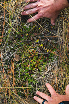 Hands surrounding Sandhills Pyxie-moss (Pyxidanthera brevifolia) on a roadside bluff near Waymouth Woods, North Carolina