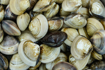 Fresh clams for seafood background
