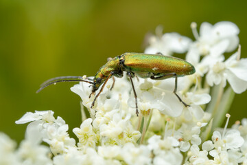 false blister beetle - Chrysanthia viridissima, beautiful metallic green beetle from European meadows and gardens, Zlin, Czech Republic.