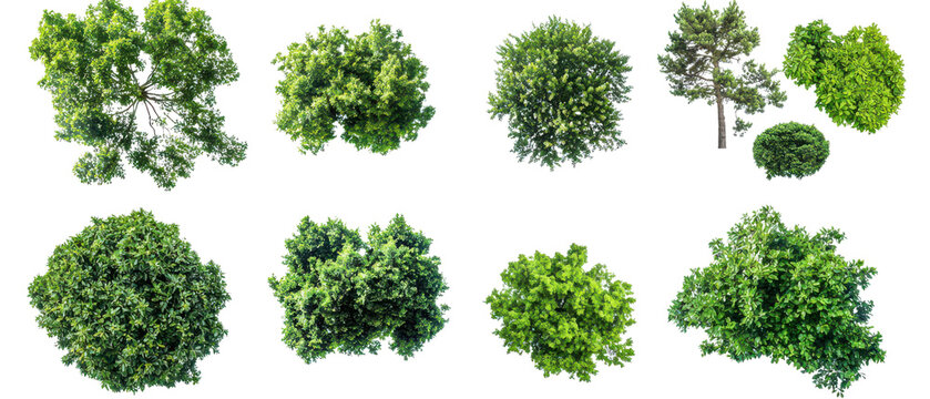 Aerial view of various lush green trees showcasing diverse shapes and sizes isolate on transparent background, cutout, png