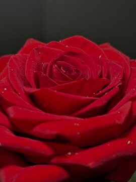 red rosey