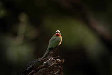 White fronted bee eater near the water dam. Bee eater during safari in Kruger national park. Merops bullockoides is sitting on the branch. 