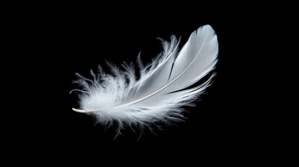 Elegant white feather against a solid black background, emphasizing its delicate and refined nature