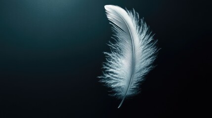 Obraz premium Elegant white feather gently floating against a deep black background, creating a dramatic and serene effect