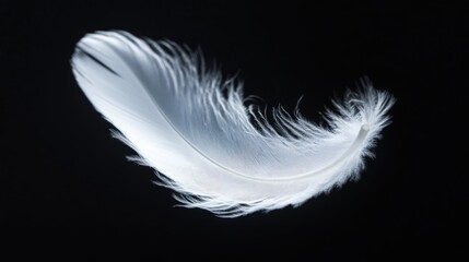 Elegant white feather softly drifting against a dark black backdrop, capturing its light and delicate nature