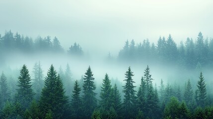 Quiet and mystical fir forest blanketed in mist, creating a peaceful and ethereal woodland scene
