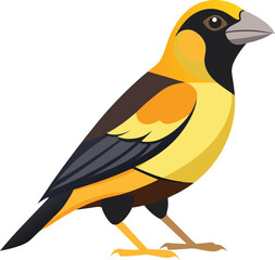 Obraz premium evening grosbeak bird artwork victor