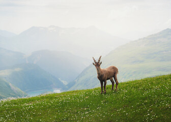 Alpine Ibex mont Banc