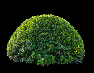  Lush Green Garden Bushes, Isolated- A variety of rich, green bushes, ideal for creating_1(147)