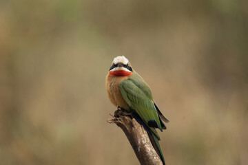 White fronted bee eater near the water dam. Bee eater during safari in Kruger national park. Merops bullockoides is sitting on the branch. 