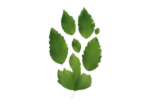 Footprint made of green clean leaves isolated on transparent background