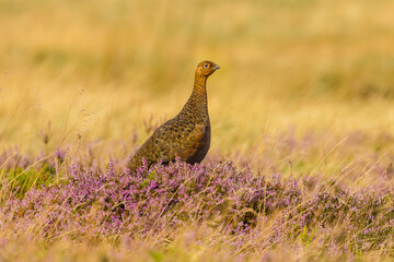 Red Grouse on managed grouse moorland. Scientific name: Lagopus Lagopus. Close up of a male Red Grouse in late summer, facing right in colourful purple heather and bilberries. Horizontal. Copyspace
