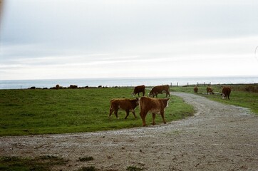 Cows on a Farm By the Sea