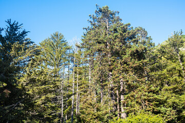Fototapeta premium A vibrant forest scene featuring tall green trees under a bright blue sky, captures the beauty of natural wilderness.