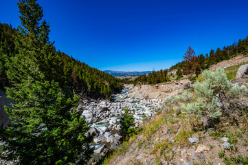 Yellowstone National Park's osprey nest with young birds getting ready to take flight from the nest awaiting mother bird to feed them