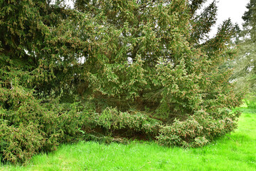 Versailles; France - april 7 2024 : Arboretum de Chevreloup