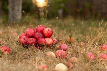 red apples in the grass in the basket