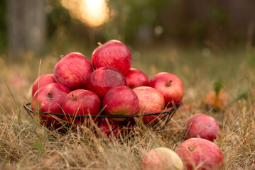 red apples in the grass in the basket