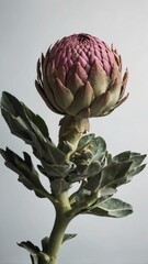 Blooming artichoke on white with clipping path.
