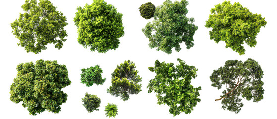 Top view, collection of various green trees, showcasing different shapes and sizes isolate on transparent background, cutout, png