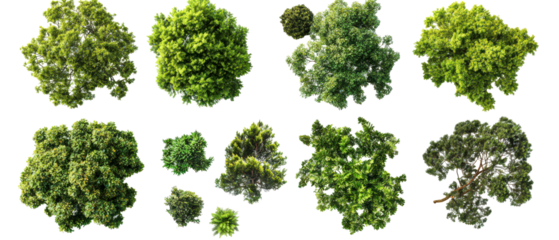 Top view, collection of various green trees, showcasing different shapes and sizes isolate on transparent background, cutout, png