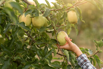 picking apples in the garden