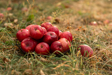 red apples in the grass