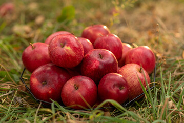 red apples in the grass