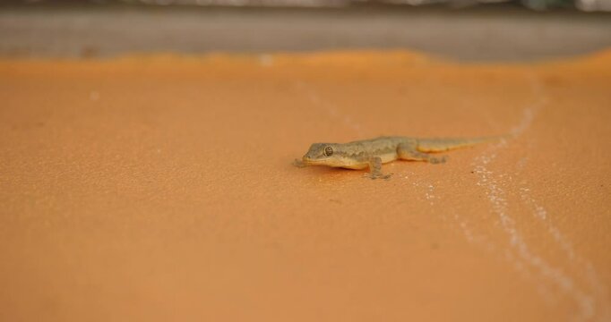 House lizard on wall, a lizard is molting on the wall of the house.