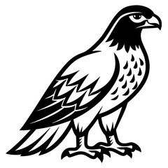 Obraz premium The hawk is standing on the ground on a white background