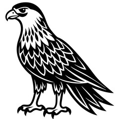 Fototapeta premium The hawk is standing on the ground on a white background
